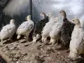 Пуйки/пуйчета двумесечни , снимка 1