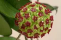 Хоя, Hoya cinnamomifolia, снимка 1