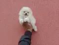 Померани. Реални снимки!, снимка 1