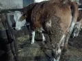 Женско теле симентал, снимка 5