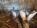 Зайци белгийски великан , снимка 14