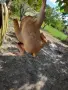 Кокошки.                  ., снимка 7
