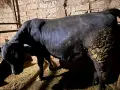 Продавам големи телета , снимка 8
