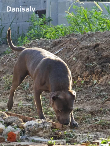 Питбул Блу нос/ Pitbull Blue nose, снимка 14 - Питбул - 56749748