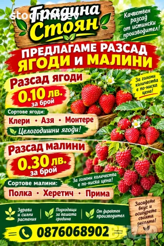 разсад ягоди и малини
