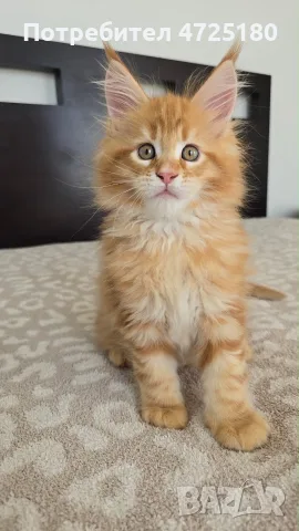 Maine Coon Kittens, снимка 8 - Мейн кун - 56606562
