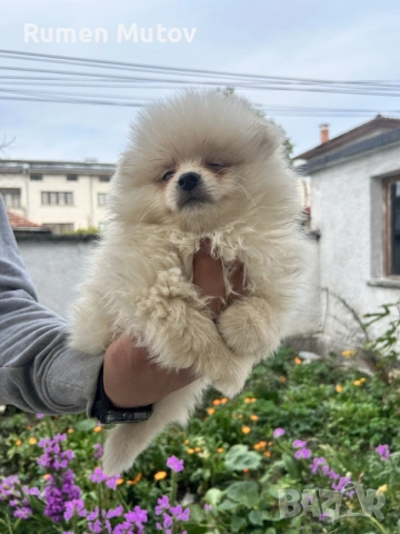 Мъжко Померанче 