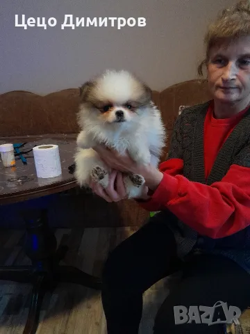 померанче Момиченце 