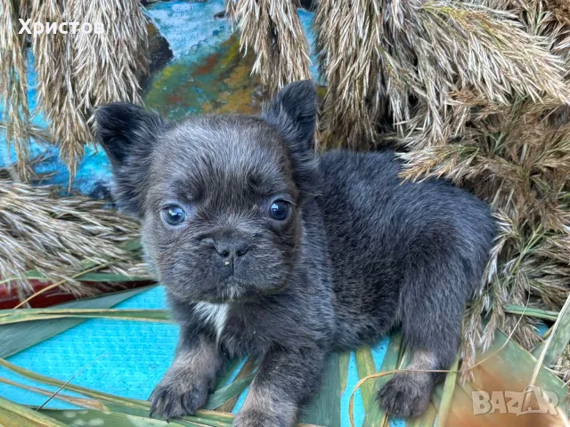 френски булдог флъфи