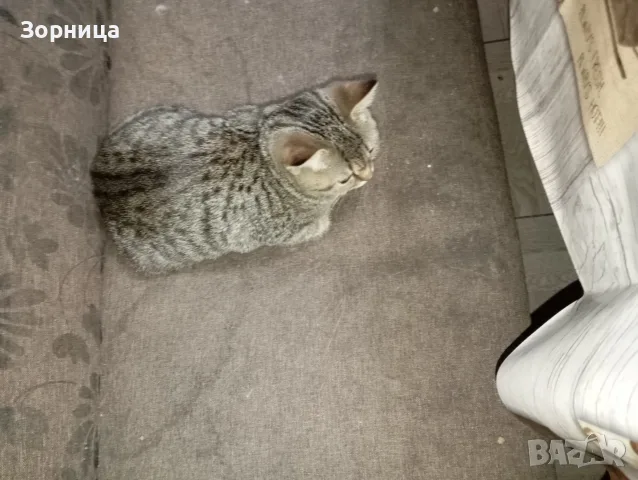 Британско късокосместо коте , снимка 13 - Британска късокосместа - 56015312