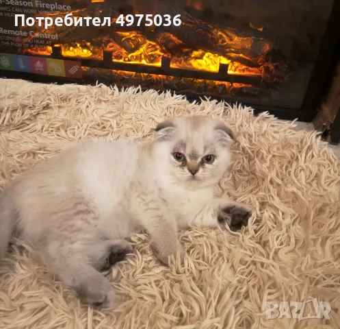 сребьрна клепоуха чинчила момиче , снимка 2 - Чинчили - 56602285