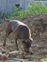 Питбул Блу нос/ Pitbull Blue nose, снимка 14
