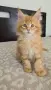 Maine Coon Kittens, снимка 8