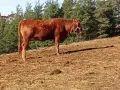 телета за клане и доугояване , снимка 5