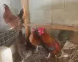 декоративни кокошки - джинки, снимка 2