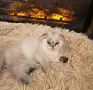 сребьрна клепоуха чинчила момиче , снимка 2