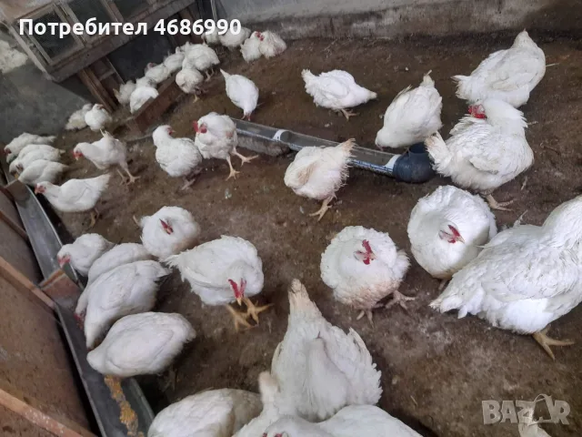 Кокошки.                  ., снимка 3 - Кокошки и пуйки - 56593843