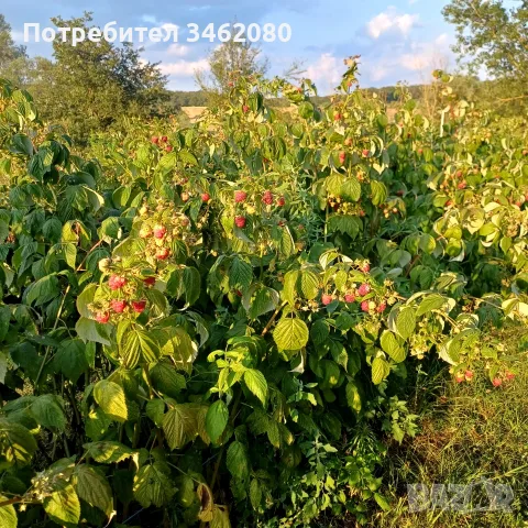  Разсад   малини , снимка 2 - Разсади - 56573257