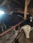 свободни телета, снимка 2