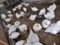 Кокошки.                  ., снимка 3