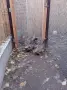 Патици Каки Кембъл, снимка 4