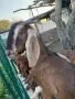  кози  женски ярета 1бр пръч, снимка 5