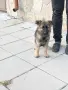 Малки немски овчарски!, снимка 5