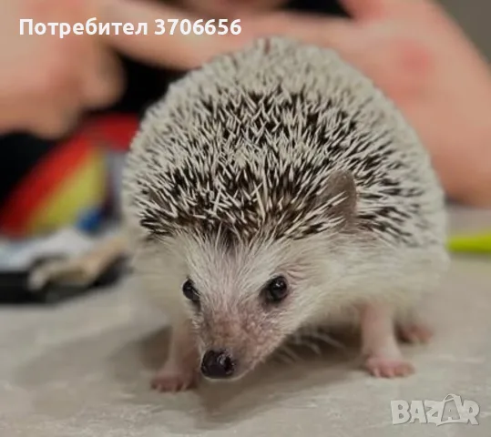 Африкански таралеж