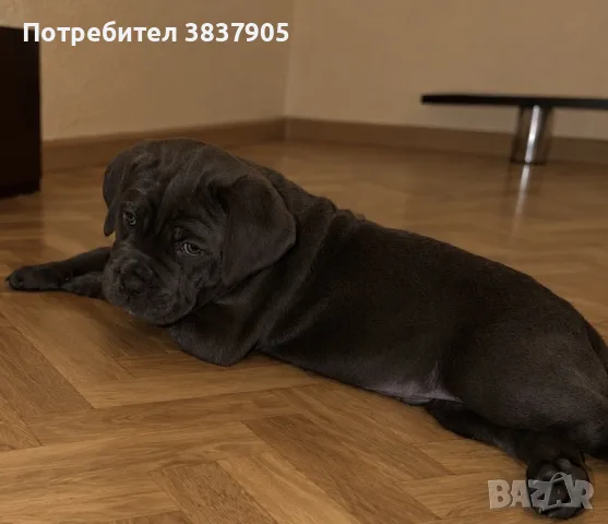 мъжко Кане корсо, снимка 2 - Кане корсо - 56724582