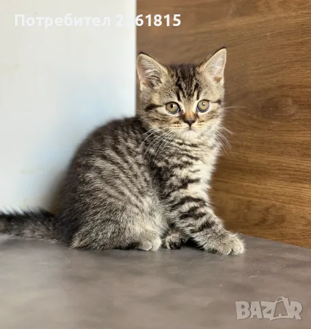 Британски късокосмести - кафяво таби, снимка 5 - Британска късокосместа - 55796359