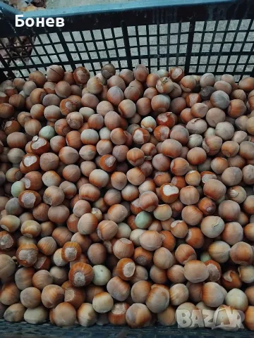 Продавам лешници реколта 2026г. 