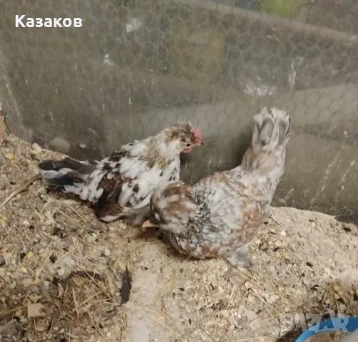 Двойка млади бреговски джинки, снимка 2 - други­ - 56617667