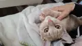 Подарявам коте СПЕШНО , снимка 18
