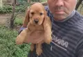 Кокер Шпаньол.. , снимка 3