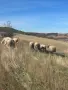 Продавам 13 овце и един коч, снимка 3