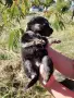 кученца едномесечни, снимка 7