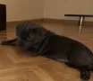 мъжко Кане корсо, снимка 2