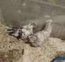Двойка млади бреговски джинки, снимка 2