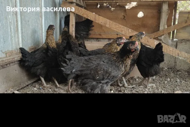 Свободни млади птици