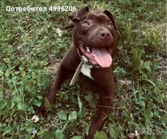 Женски чистокръвен питбул