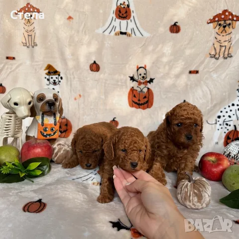 Toy poodle той пудел, снимка 9 - Пудели - 56555077