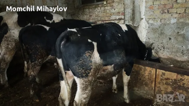 продавам телета