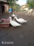 Млади Неми патици , снимка 4