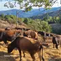  Продавам агнета, кози, крави , снимка 3