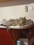 Британско късокосместо коте , снимка 16