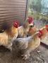 Продавам петлета мини Кохин 6 месечни, снимка 1