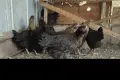 Свободни млади птици, снимка 1