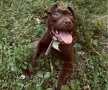 Женски чистокръвен питбул, снимка 1
