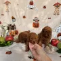 Toy poodle той пудел, снимка 9