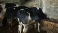 продавам телета, снимка 1